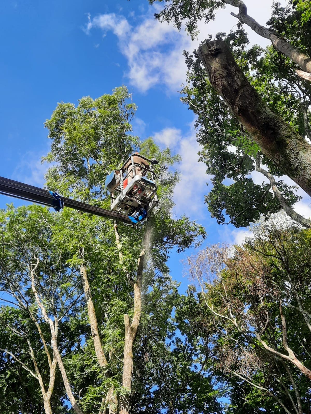 Cherry picker working in the tree canopy