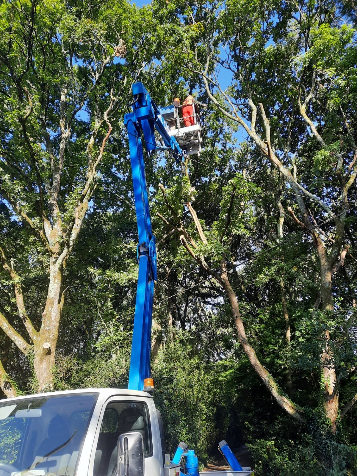 Cherry picker raised into the crown of a large tree