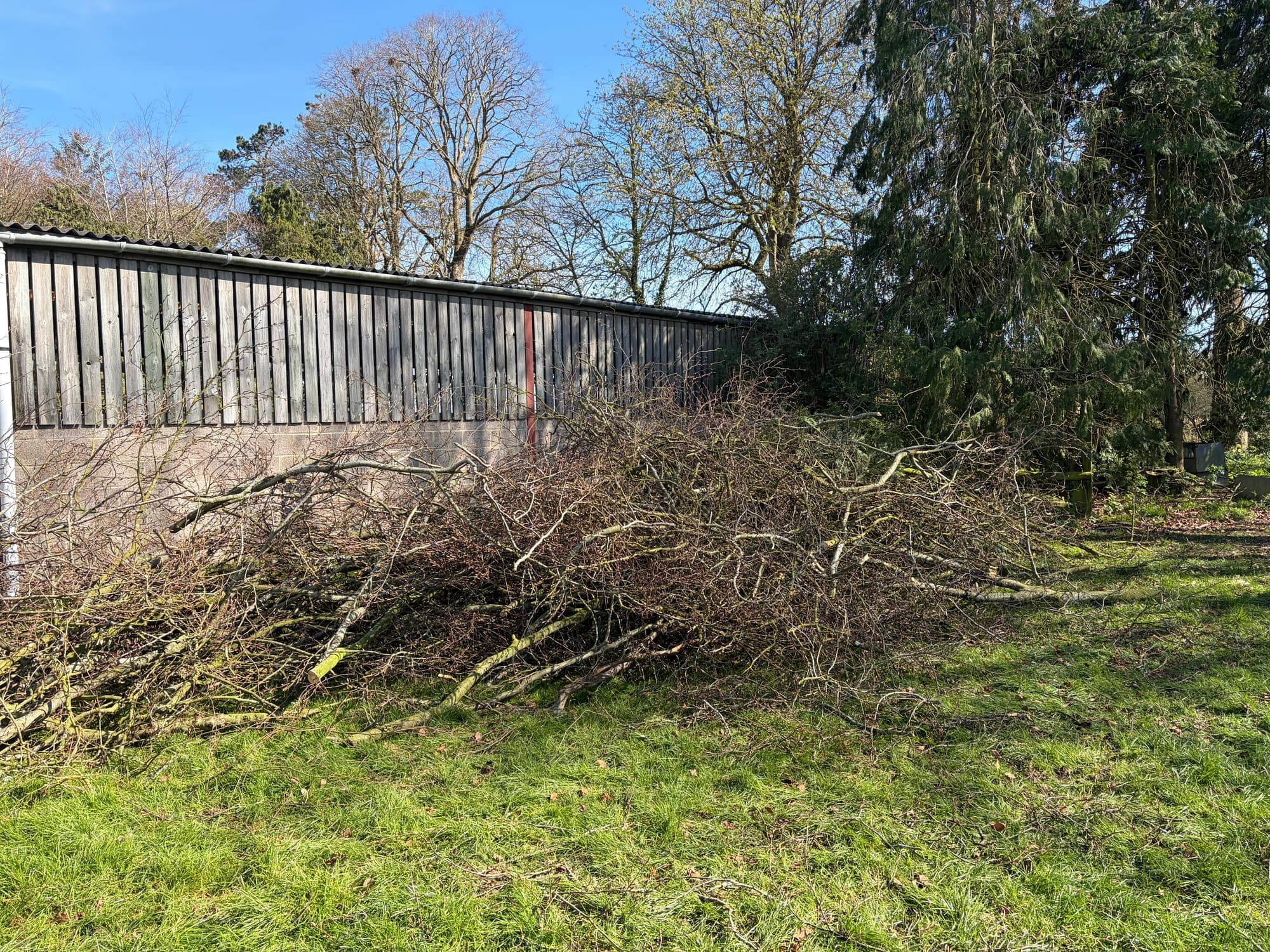 Cut branches piled up ready to be cleared