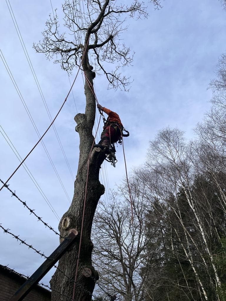 Climber taking down a dead tree beside overhead wires