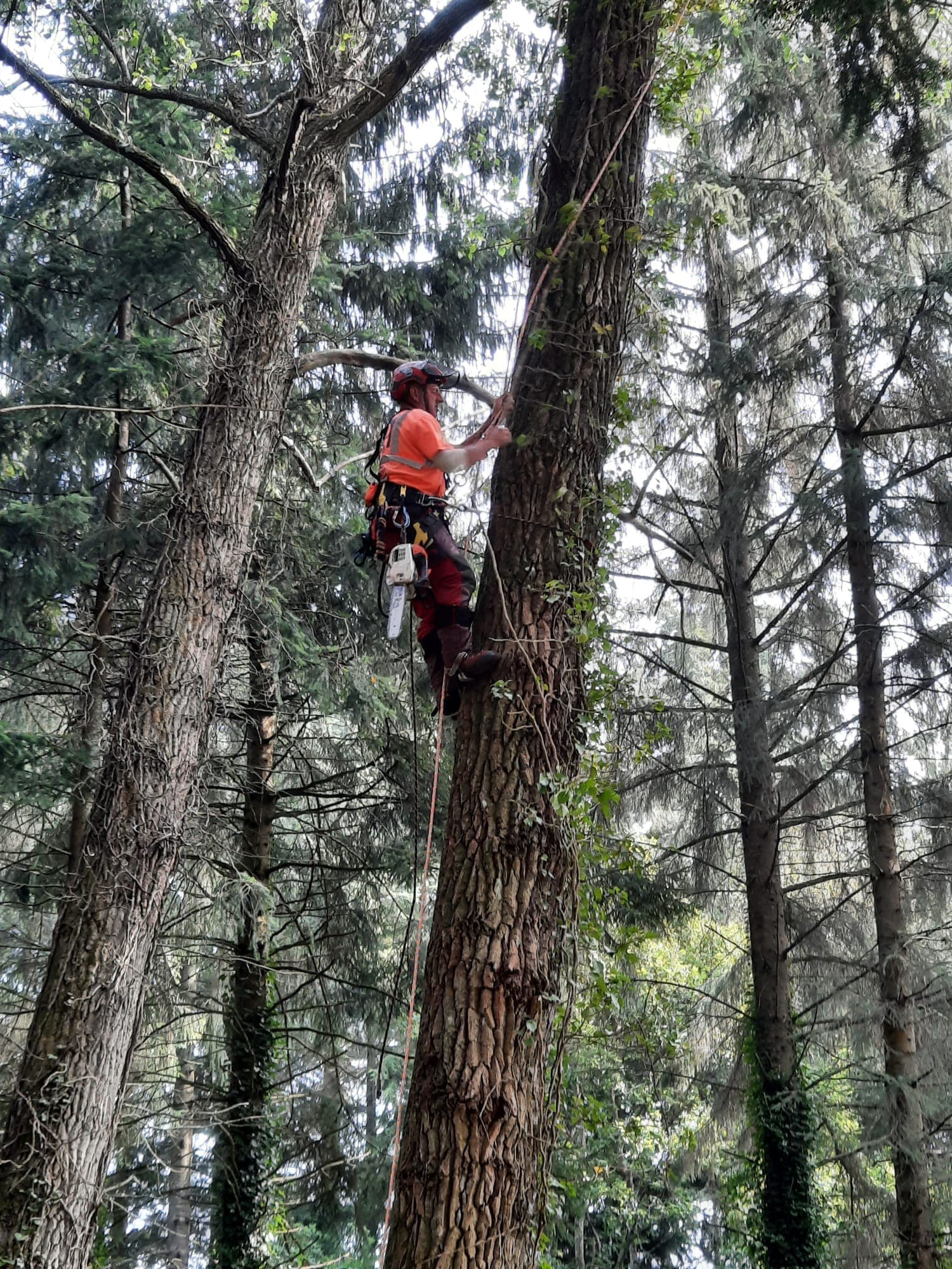 Climber roped into a tall pine