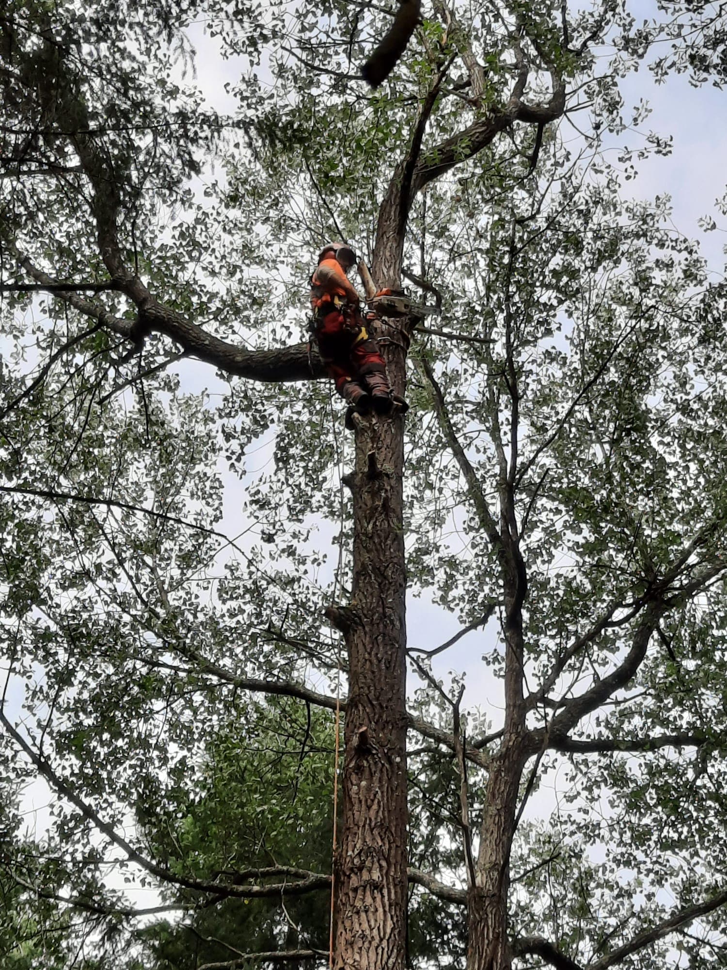 Ark climber working high in a tall tree