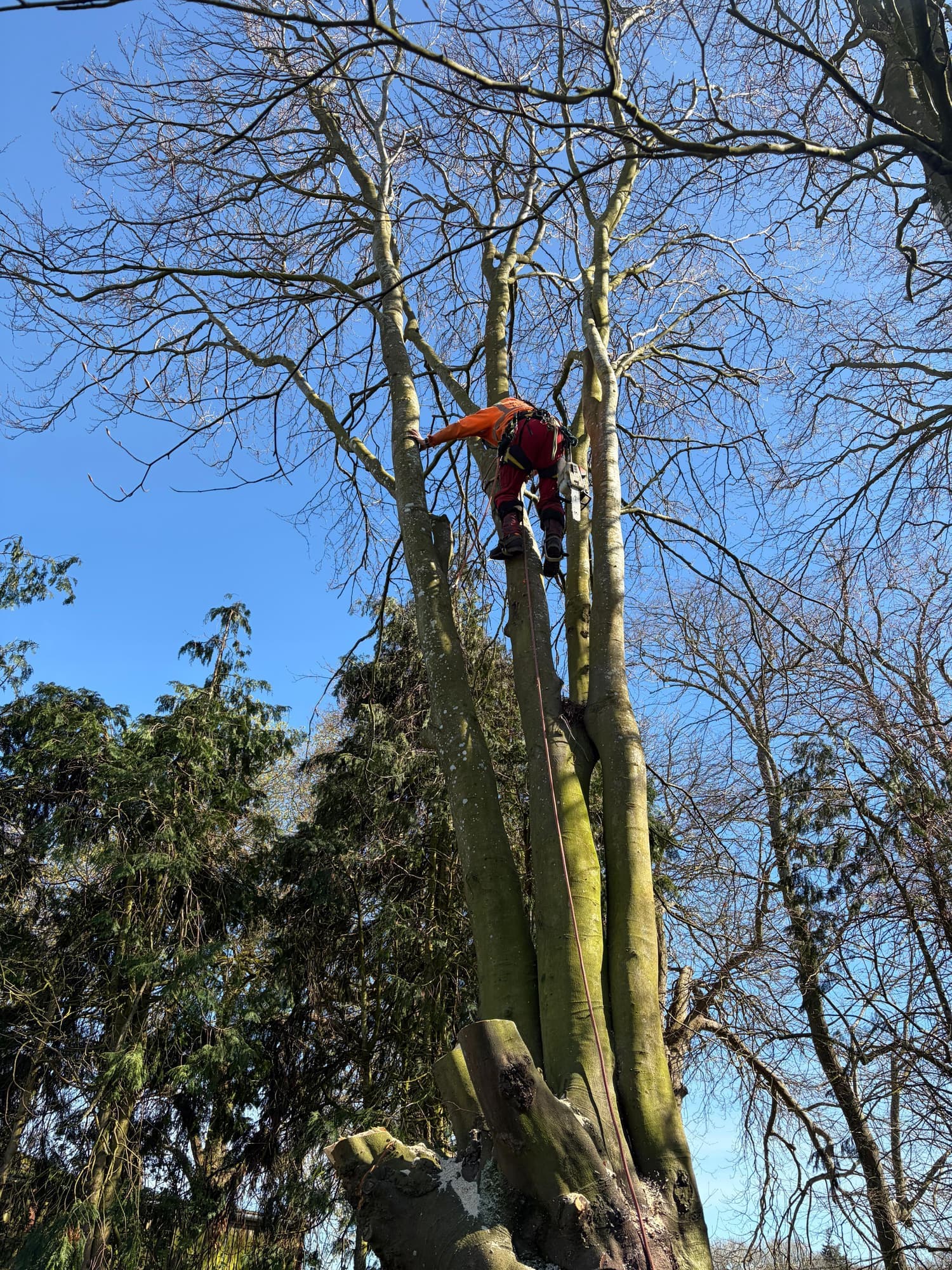 Ark climber high in a beech tree preparing to take it down