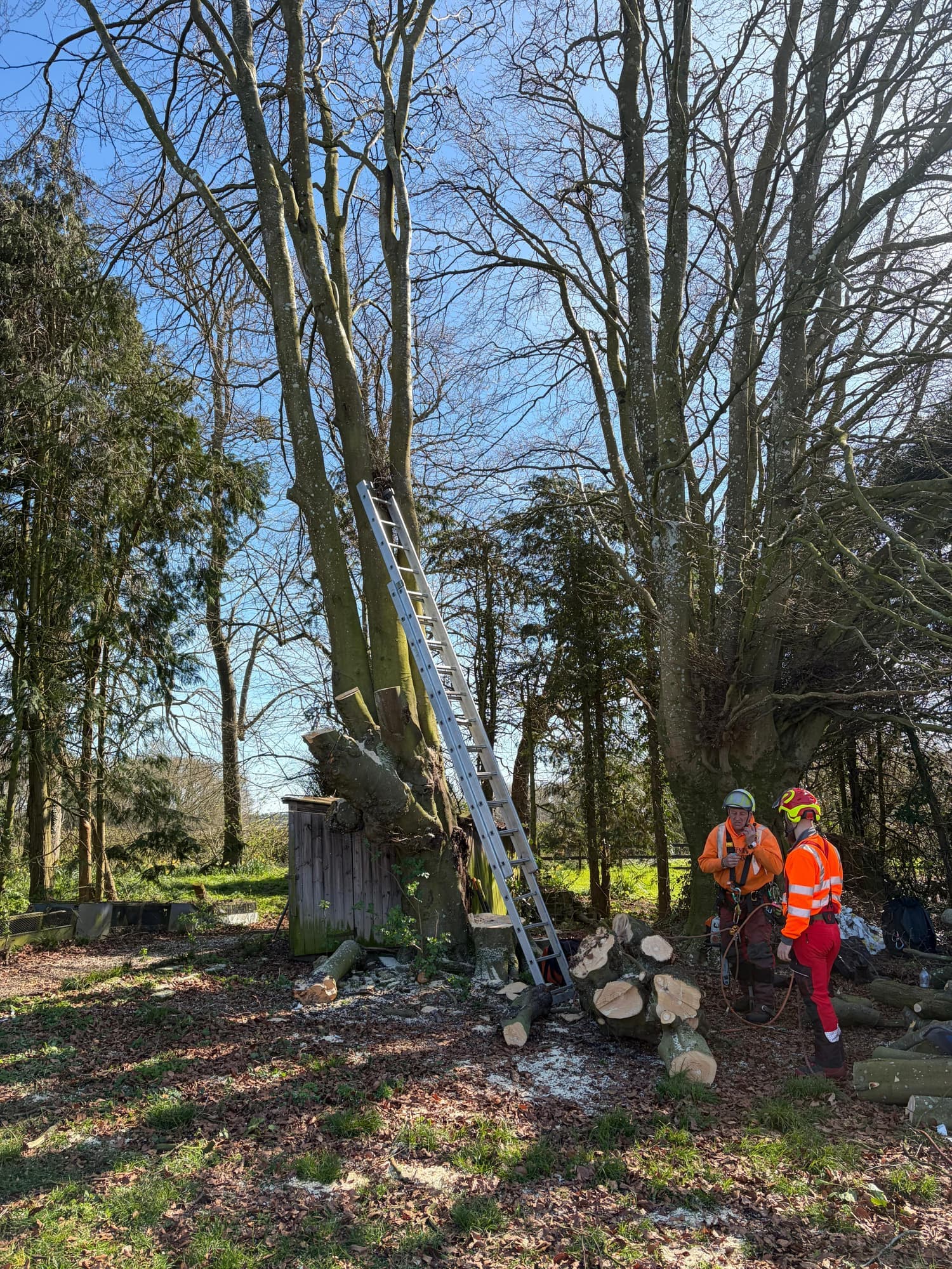Team clearing up cut logs at the base of a felled tree