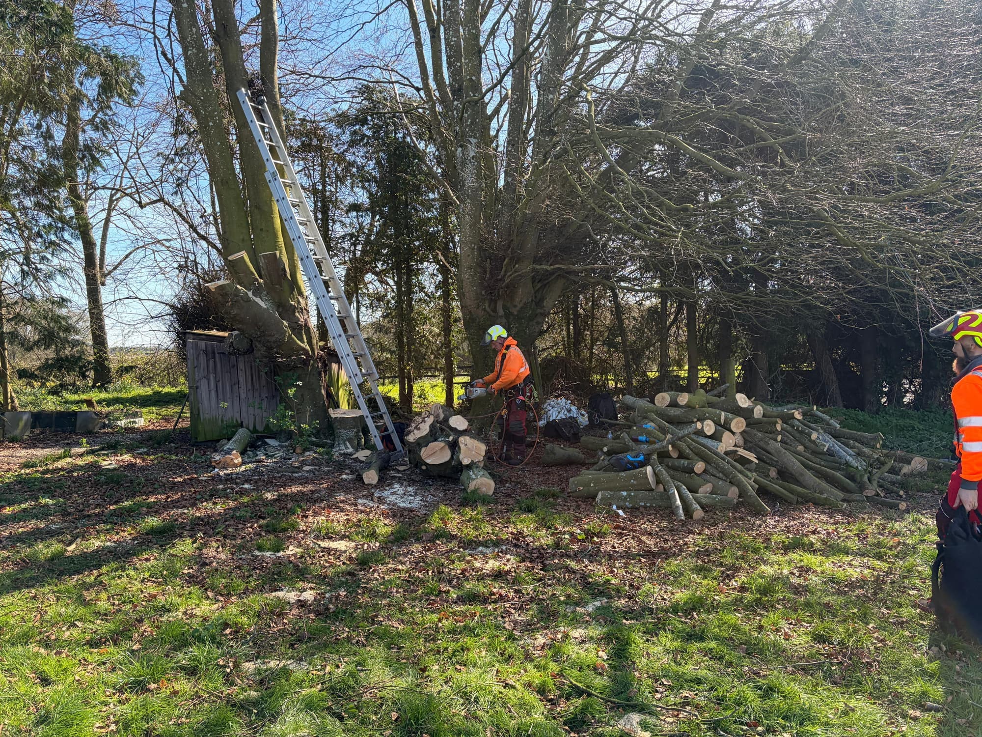 The Ark team cutting up a felled tree