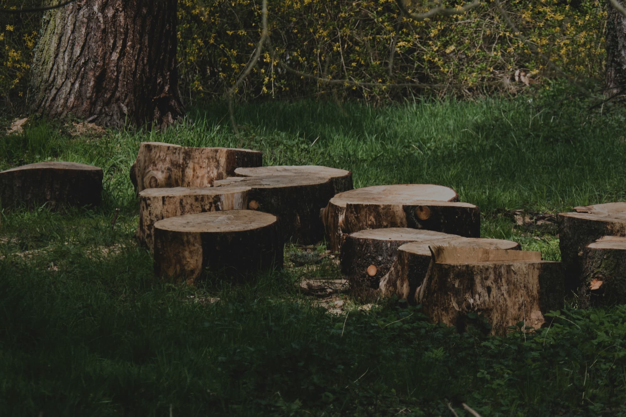 Cut tree stumps left in a grassy clearing